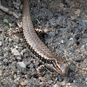 Eulamprus heatwolei (Yellow-bellied Water Skink) at Tharwa, ACT - 7 Feb 2025 by citycritters