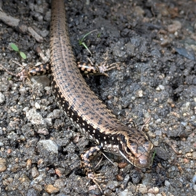 Eulamprus heatwolei (Yellow-bellied Water Skink) at Tharwa, ACT - 7 Feb 2025 by citycritters