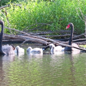 Cygnus atratus (Black Swan) at Urila, NSW - 7 Feb 2025 by MB