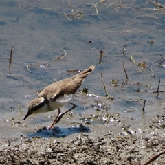 Charadrius melanops (Black-fronted Dotterel) at Burra, NSW - 7 Feb 2025 by MB