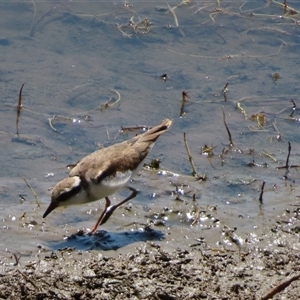 Charadrius melanops at Burra, NSW - 7 Feb 2025 by MB