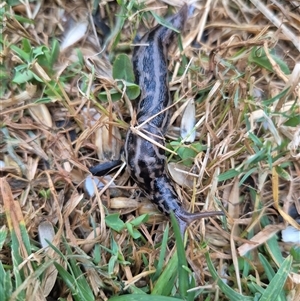 Limax maximus at Richardson, ACT - 4 Feb 2025 06:47 AM