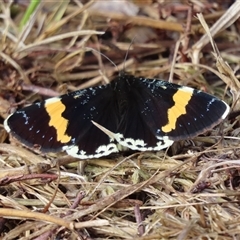 Eutrichopidia latinus (Yellow-banded Day-moth) at Bungendore, NSW - 9 Feb 2025 by SandraH