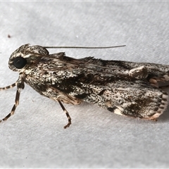 Stericta nephelodes (A Pyralid moth (Epipaschiinae) at Bulli, NSW - 8 Feb 2025 by jb2602