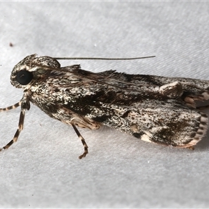 Stericta nephelodes at Bulli, NSW - 8 Feb 2025 10:08 PM