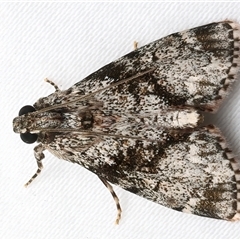 Stericta nephelodes at Bulli, NSW - 8 Feb 2025 10:08 PM