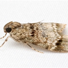 Stericta concisella (A Pyralid moth (Epipaschiinae)) at Bulli, NSW - 6 Feb 2025 by jb2602