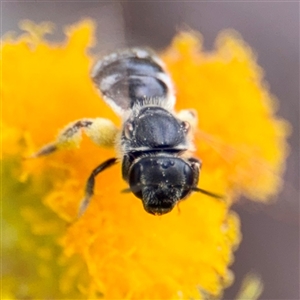 Lasioglossum sp. (genus) at Curtin, ACT - 9 Feb 2025 02:14 PM