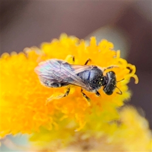 Lasioglossum sp. (genus) at Curtin, ACT - 9 Feb 2025 02:14 PM