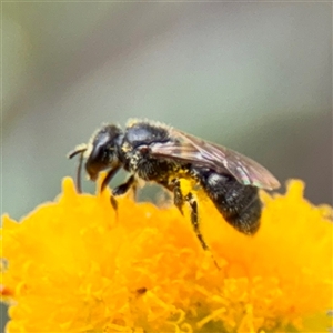 Lasioglossum sp. (genus) at Curtin, ACT - 9 Feb 2025 02:14 PM