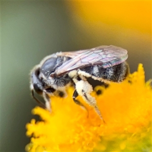 Lasioglossum sp. (genus) at Curtin, ACT - 9 Feb 2025 02:14 PM