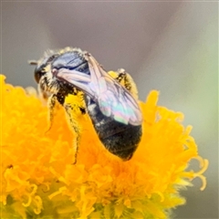 Lasioglossum sp. (genus) at Curtin, ACT - 9 Feb 2025 02:14 PM