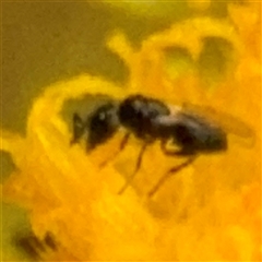 Chalcididae (family) at Curtin, ACT - 9 Feb 2025 02:16 PM