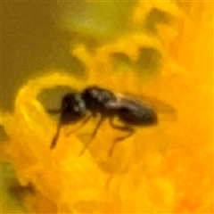 Chalcididae (family) at Curtin, ACT - 9 Feb 2025 02:16 PM