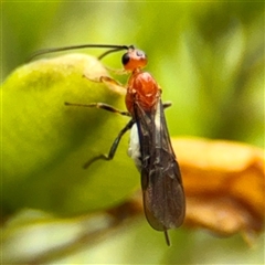 Braconidae (family) (Unidentified braconid wasp) at Curtin, ACT - 9 Feb 2025 by Hejor1