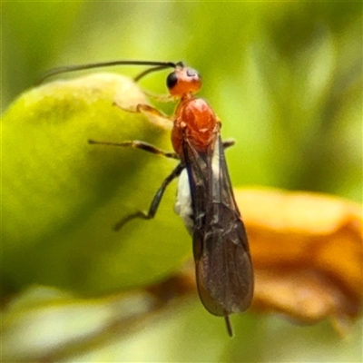 Braconidae (family) (Unidentified braconid wasp) at Curtin, ACT - 9 Feb 2025 by Hejor1