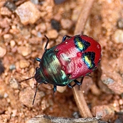 Choerocoris paganus (Ground shield bug) at Curtin, ACT - Yesterday by Hejor1