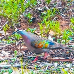 Phaps chalcoptera (Common Bronzewing) at Orangeville, NSW - 10 Feb 2025 by belleandjason