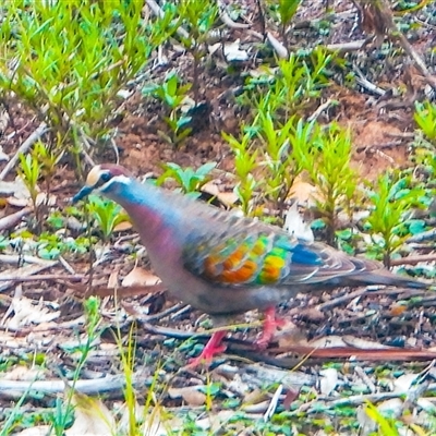 Phaps chalcoptera (Common Bronzewing) at Orangeville, NSW - 10 Feb 2025 by belleandjason