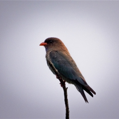 Eurystomus orientalis (Dollarbird) at Orangeville, NSW - 10 Feb 2025 by belleandjason