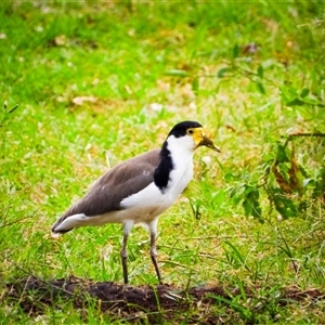 Vanellus miles (Masked Lapwing) at Orangeville, NSW - 10 Feb 2025 by belleandjason