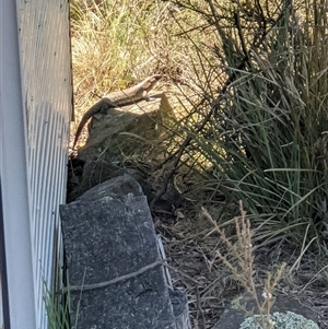 Egernia cunninghami at Bywong, NSW - suppressed