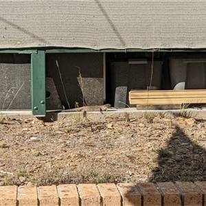 Egernia cunninghami at Bywong, NSW - suppressed