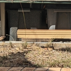 Egernia cunninghami at Bywong, NSW - suppressed