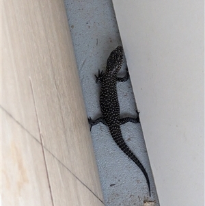 Egernia cunninghami at Bywong, NSW - suppressed