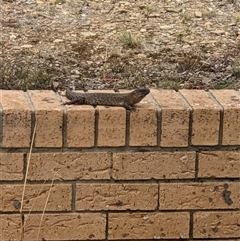 Egernia cunninghami at Bywong, NSW - suppressed