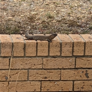 Egernia cunninghami at Bywong, NSW - suppressed