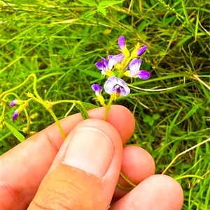 Glycine sp. at Brownlow Hill, NSW - 10 Feb 2025 09:48 AM