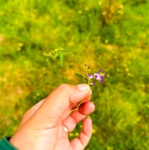 Glycine sp. at Brownlow Hill, NSW - 10 Feb 2025 09:48 AM