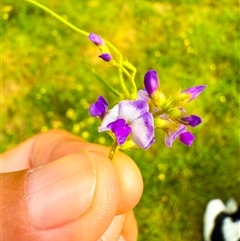 Glycine sp. at Brownlow Hill, NSW - 10 Feb 2025 09:48 AM