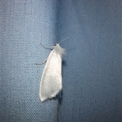 Tipanaea patulella at Goulburn, NSW - 9 Feb 2025 10:58 PM