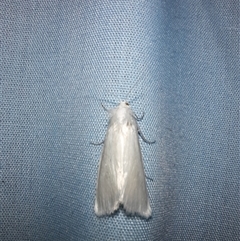 Tipanaea patulella at Goulburn, NSW - 9 Feb 2025 10:58 PM