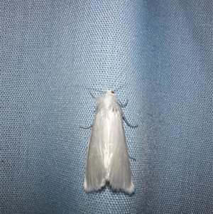 Tipanaea patulella at Goulburn, NSW - 9 Feb 2025 10:58 PM