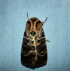 Unidentified Moth (Lepidoptera) at Goulburn, NSW - Yesterday by glbn1