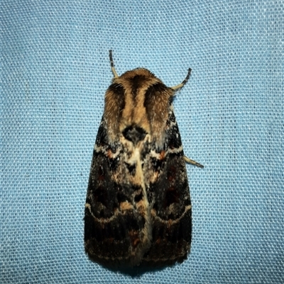 Proteuxoa sanguinipuncta (Blood-spotted Noctuid) at Goulburn, NSW - 9 Feb 2025 by glbn1