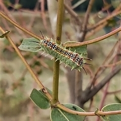 Doratifera quadriguttata (Four-spotted Cup Moth) at Pialligo, ACT - 9 Feb 2025 by JamesBJonklaas