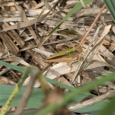 Unidentified Grasshopper (several families) at Franklin, ACT - Yesterday by chriselidie