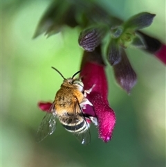 Amegilla (Zonamegilla) asserta (Blue Banded Bee) at Yarralumla, ACT - 10 Feb 2025 by PeterA