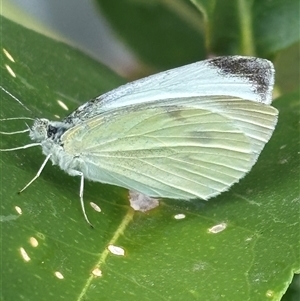 Pieris rapae (Cabbage White) at Monash, ACT - 31 Jan 2025 by jackQ