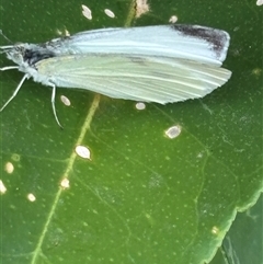 Pieris rapae at Monash, ACT - 31 Jan 2025 10:40 AM