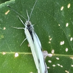 Pieris rapae at Monash, ACT - 31 Jan 2025 10:40 AM