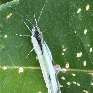 Pieris rapae at Monash, ACT - 31 Jan 2025 10:40 AM