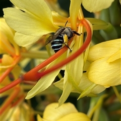 Amegilla (Zonamegilla) asserta (Blue Banded Bee) at Monash, ACT - Yesterday by jackQ