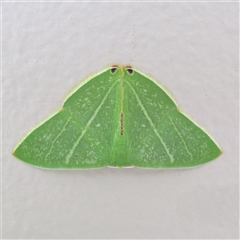 Urolitha bipunctifera (An Emerald moth) by RobG1