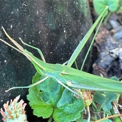 Acrida conica (Giant green slantface) at Monash, ACT - 28 Jan 2025 by jackQ