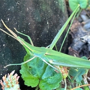 Acrida conica (Giant green slantface) at Monash, ACT - 28 Jan 2025 by jackQ